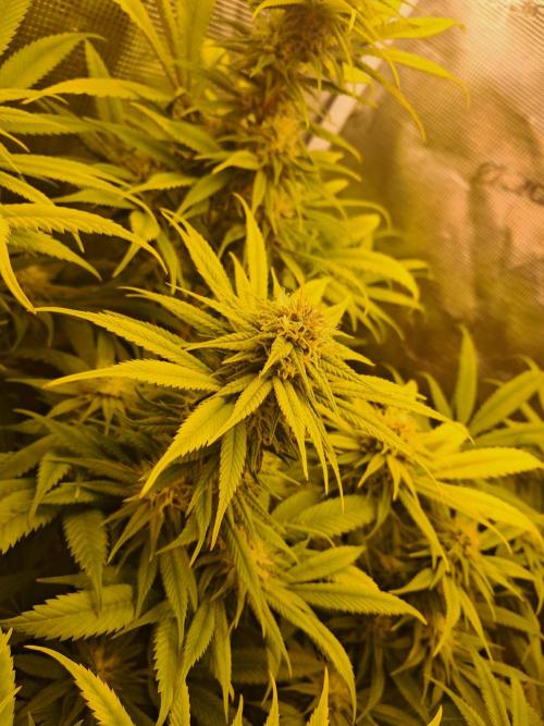 Chocholate Mint OG 2.0. Week 10