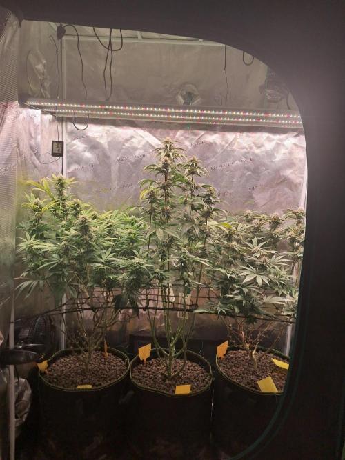 OG Kush SFV - Advanced Seeds. Week 10
