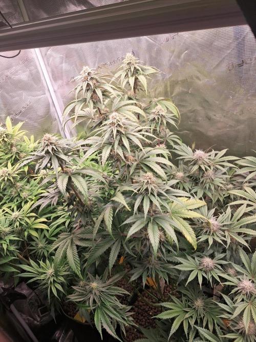 OG Kush SFV - Advanced Seeds. Week 10