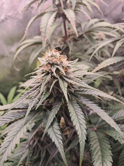 OG Kush SFV - Advanced Seeds. Week 10