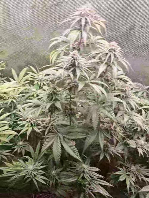 OG Kush SFV - Advanced Seeds