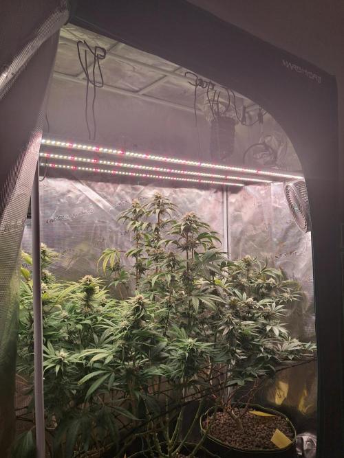 Girl Scout Cookies - Barneyfarms. Week 10