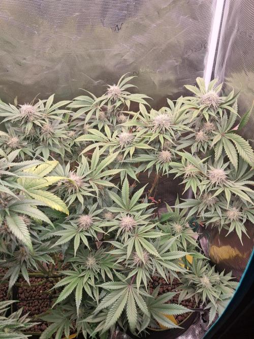 Girl Scout Cookies - Barneyfarms. Week 10