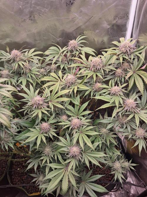 Girl Scout Cookies - Barneyfarms. Week 11