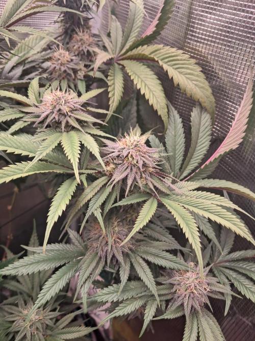 Girl Scout Cookies - Barneyfarms. Week 11