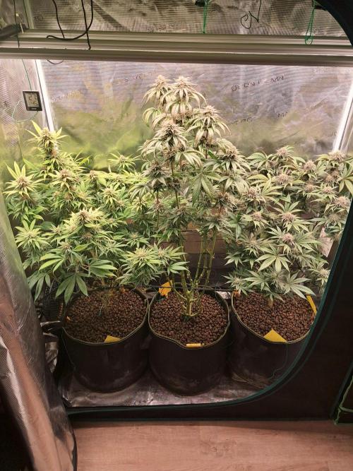 OG Kush SFV - Advanced Seeds. Week 11