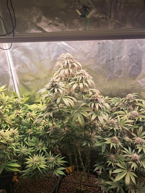 OG Kush SFV - Advanced Seeds. Week 11