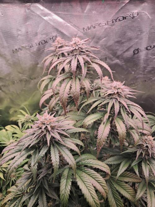 OG Kush SFV - Advanced Seeds. Week 11