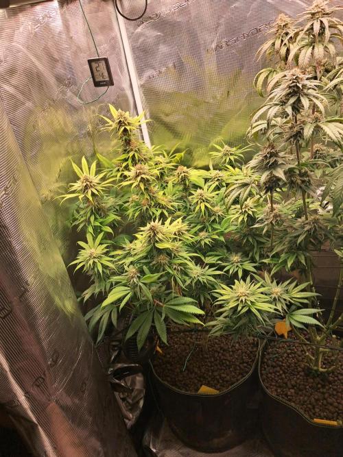 Chocholate Mint OG 2.0. Week 11