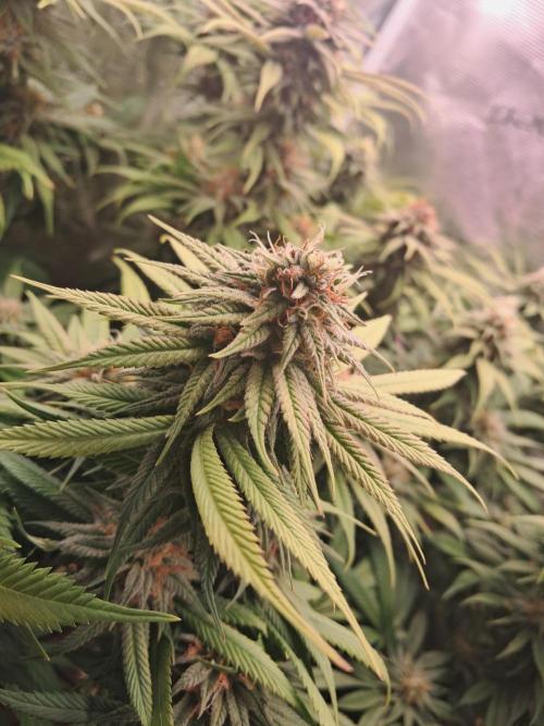 Chocholate Mint OG 2.0. Week 11