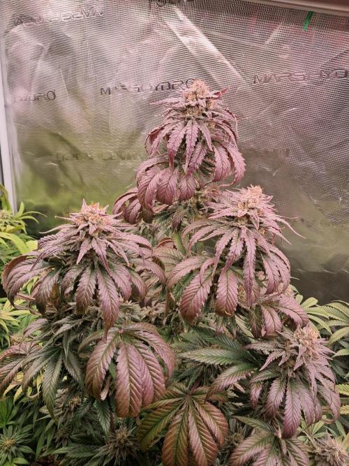 OG Kush SFV - Advanced Seeds. Week 12