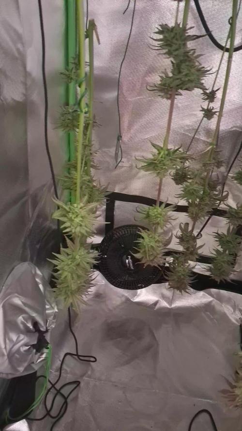 OG Kush SFV - Advanced Seeds