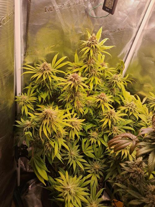 Chocholate Mint OG 2.0. Week 12