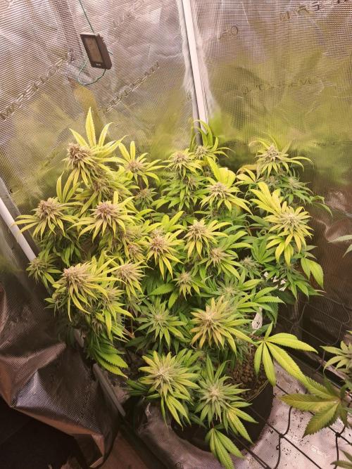 Chocholate Mint OG 2.0. Week 12