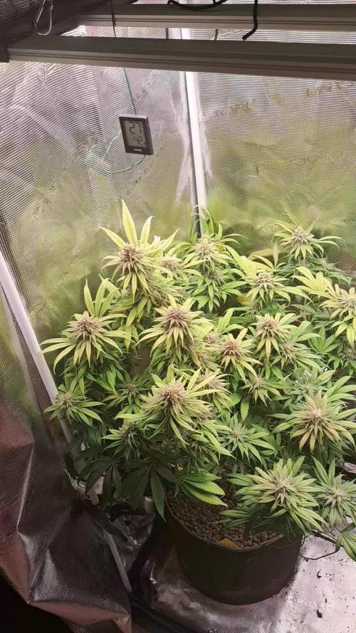 Chocholate Mint OG 2.0