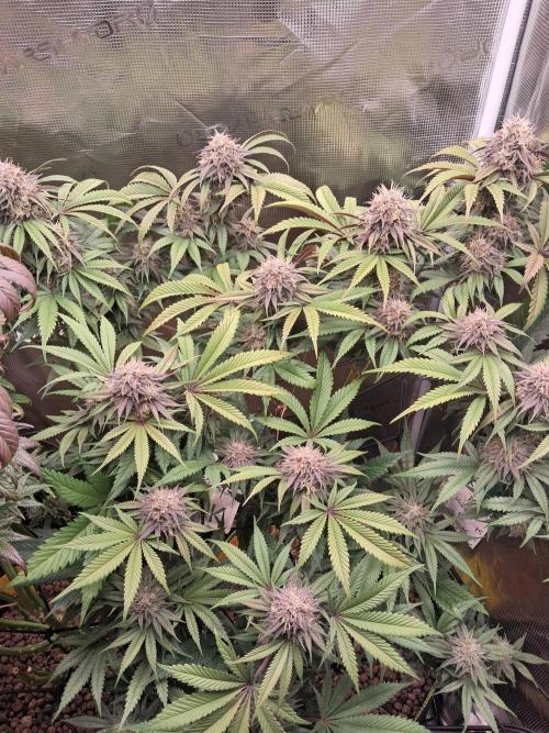 Girl Scout Cookies - Barneyfarms. Week 12