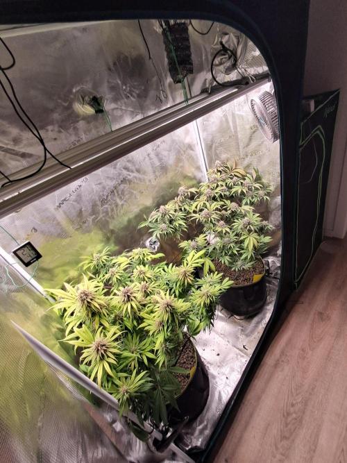 Girl Scout Cookies - Barneyfarms. Week 12