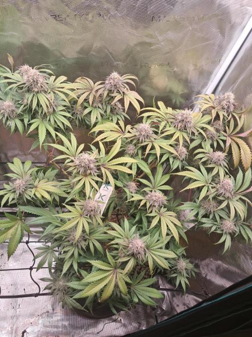 Girl Scout Cookies - Barneyfarms. Week 12