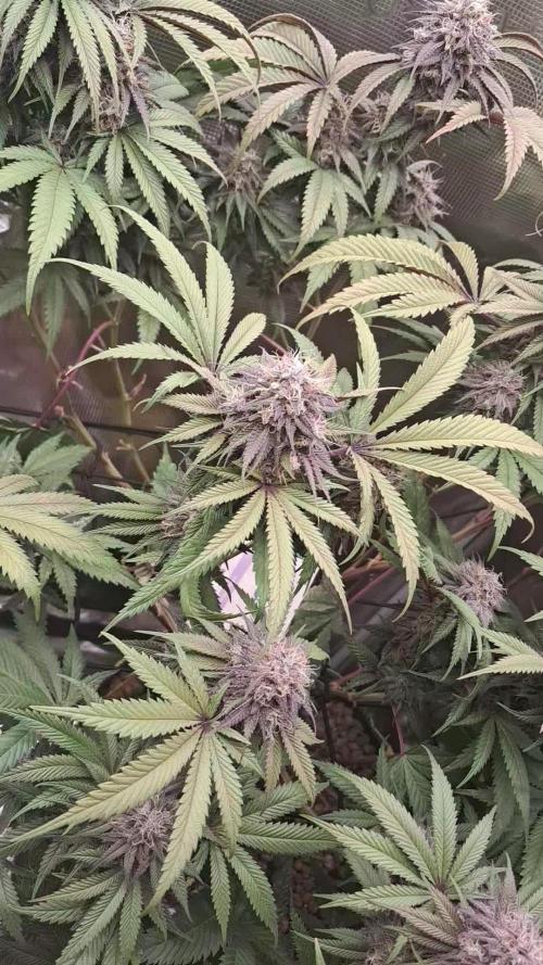 Girl Scout Cookies - Barneyfarms