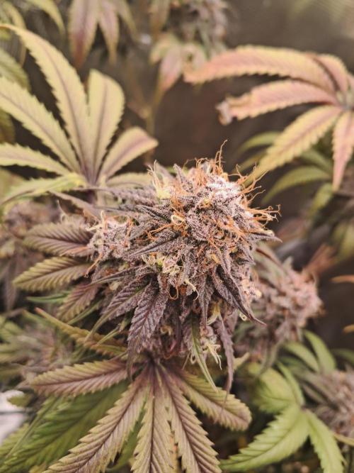 Girl Scout Cookies - Barneyfarms. Week 13