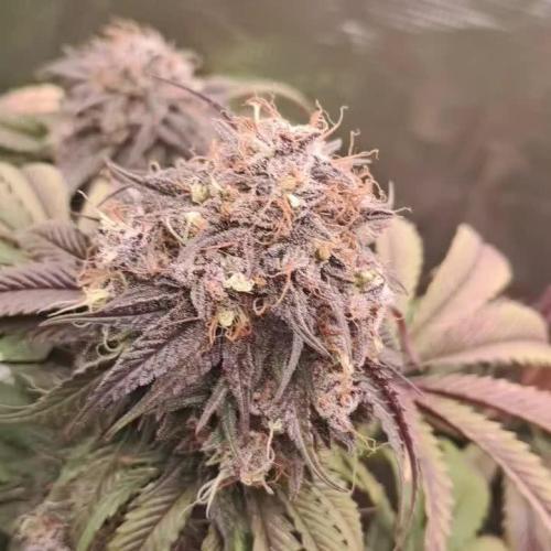 Girl Scout Cookies - Barneyfarms