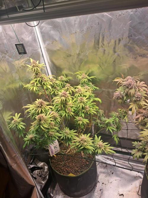 Chocholate Mint OG 2.0. Week 13