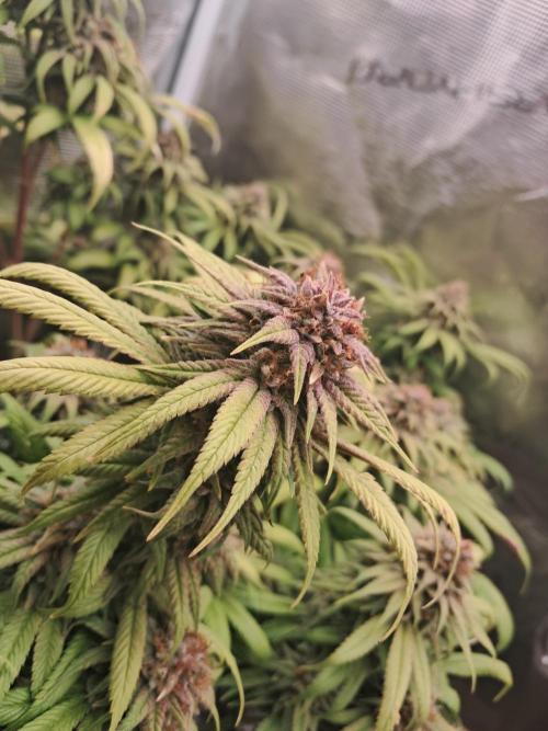 Chocholate Mint OG 2.0. Week 13