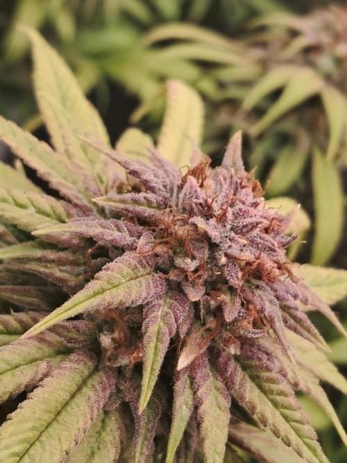 Chocholate Mint OG 2.0. Week 13