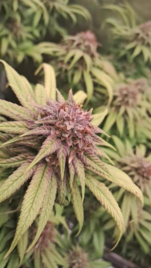 Chocholate Mint OG 2.0