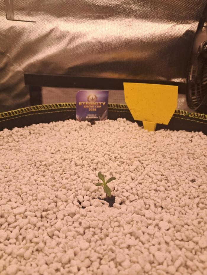 Sticky Broccoli - Eternity Grow Cup 26. Week 1