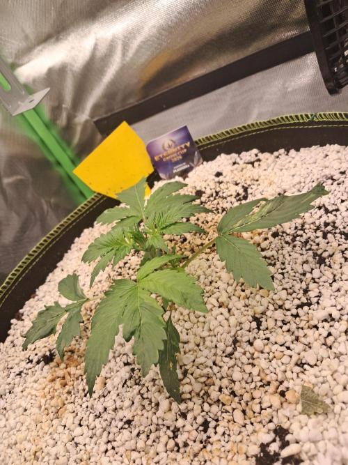 Sticky Broccoli - Eternity Grow Cup 26. Week 2