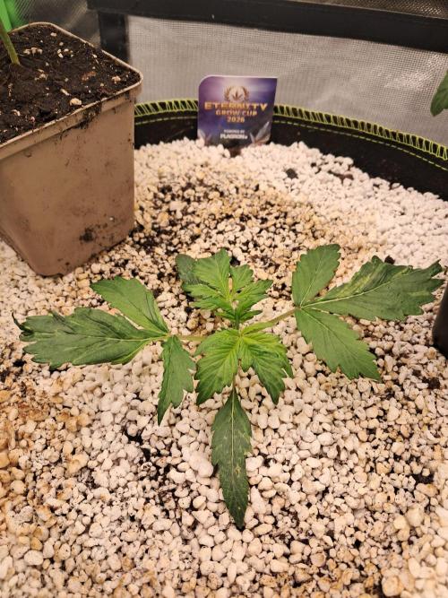 Sticky Broccoli - Eternity Grow Cup 26. Week 2