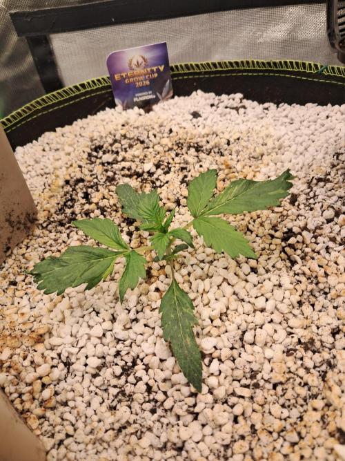Sticky Broccoli - Eternity Grow Cup 26. Week 2