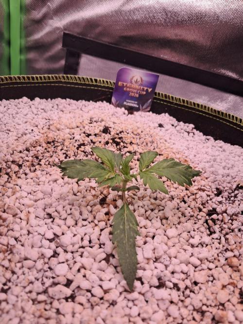 Sticky Broccoli - Eternity Grow Cup 26. Week 2
