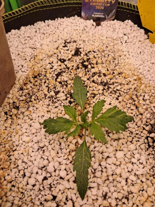 Sticky Broccoli - Eternity Grow Cup 26. Week 2