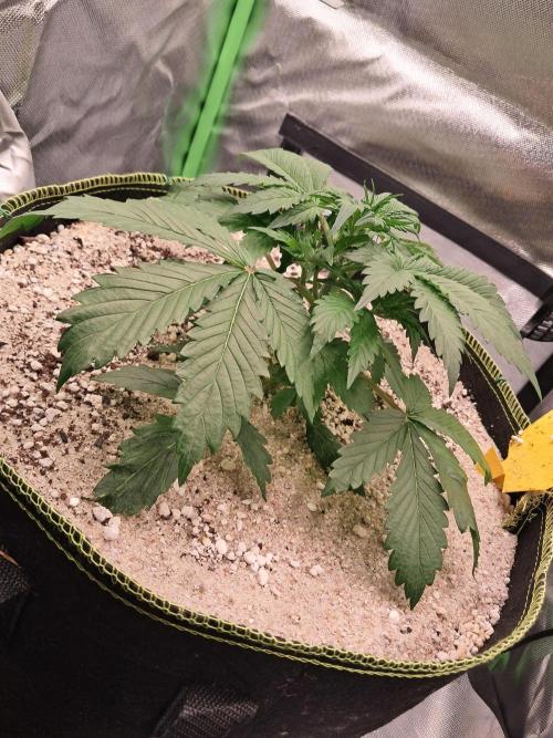 Sticky Broccoli - Eternity Grow Cup 26. Week 3