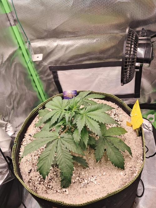 Sticky Broccoli - Eternity Grow Cup 26. Week 3