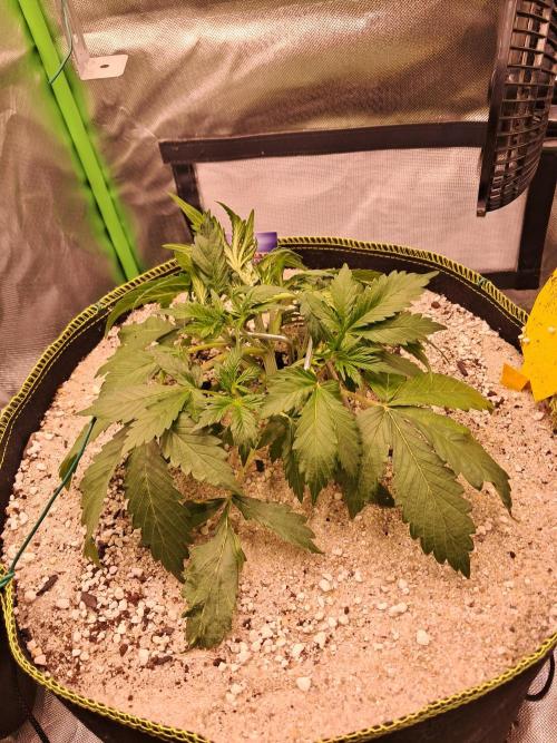 Sticky Broccoli - Eternity Grow Cup 26. Week 3