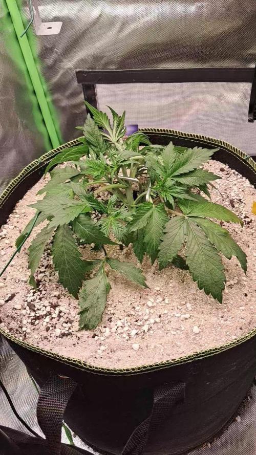 Sticky Broccoli - Eternity Grow Cup 26