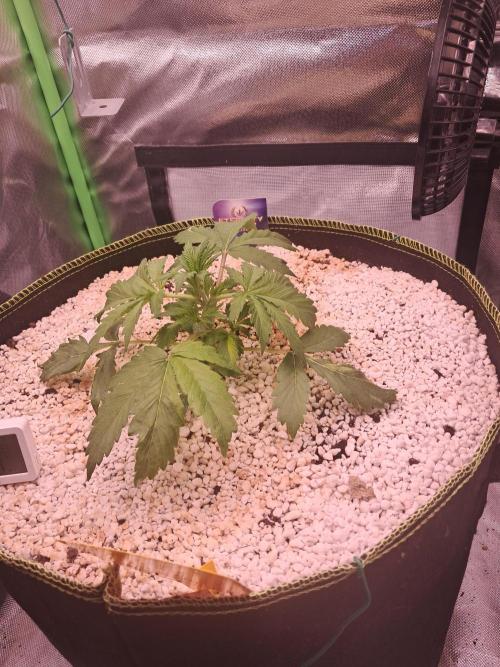 Sticky Broccoli - Eternity Grow Cup 26. Week 3