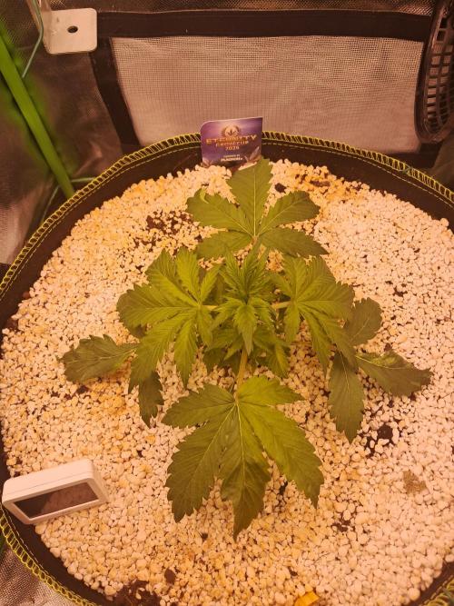 Sticky Broccoli - Eternity Grow Cup 26. Week 3