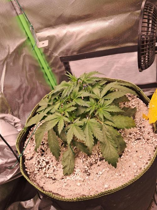 Sticky Broccoli - Eternity Grow Cup 26. Week 4
