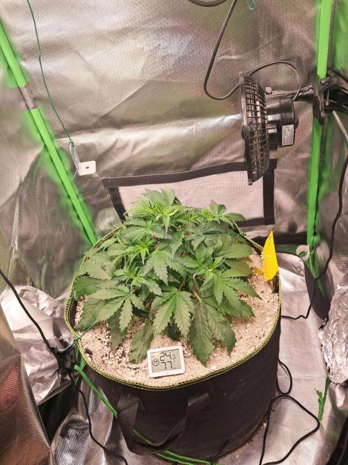 Sticky Broccoli - Eternity Grow Cup 26. Week 4