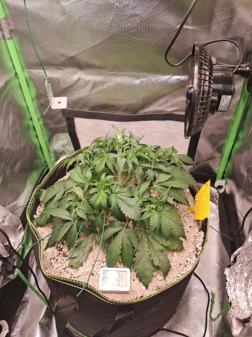 Sticky Broccoli - Eternity Grow Cup 26. Week 4