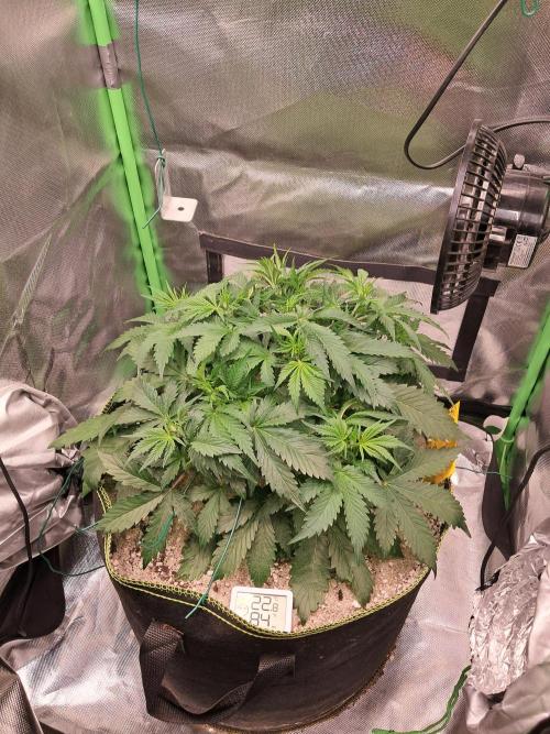 Sticky Broccoli - Eternity Grow Cup 26. Week 4