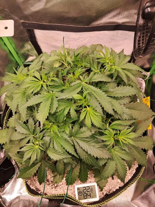 Sticky Broccoli - Eternity Grow Cup 26. Week 4