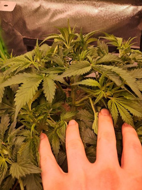 Sticky Broccoli - Eternity Grow Cup 26. Week 4