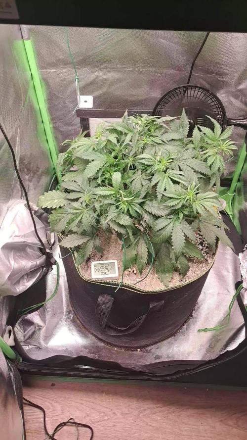 Sticky Broccoli - Eternity Grow Cup 26