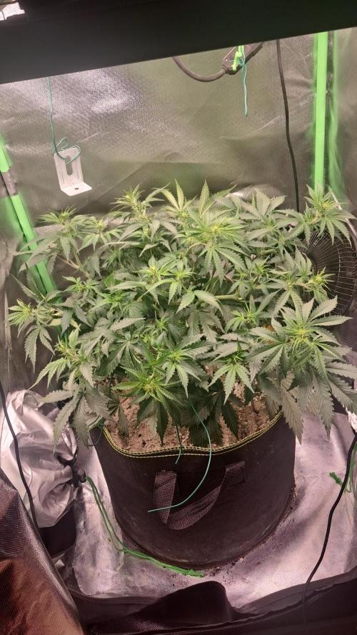 Sticky Broccoli - Eternity Grow Cup 26. Week 5
