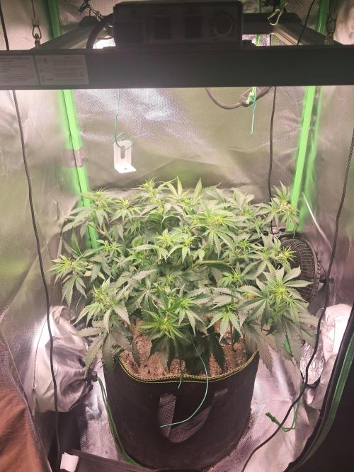 Sticky Broccoli - Eternity Grow Cup 26. Week 5